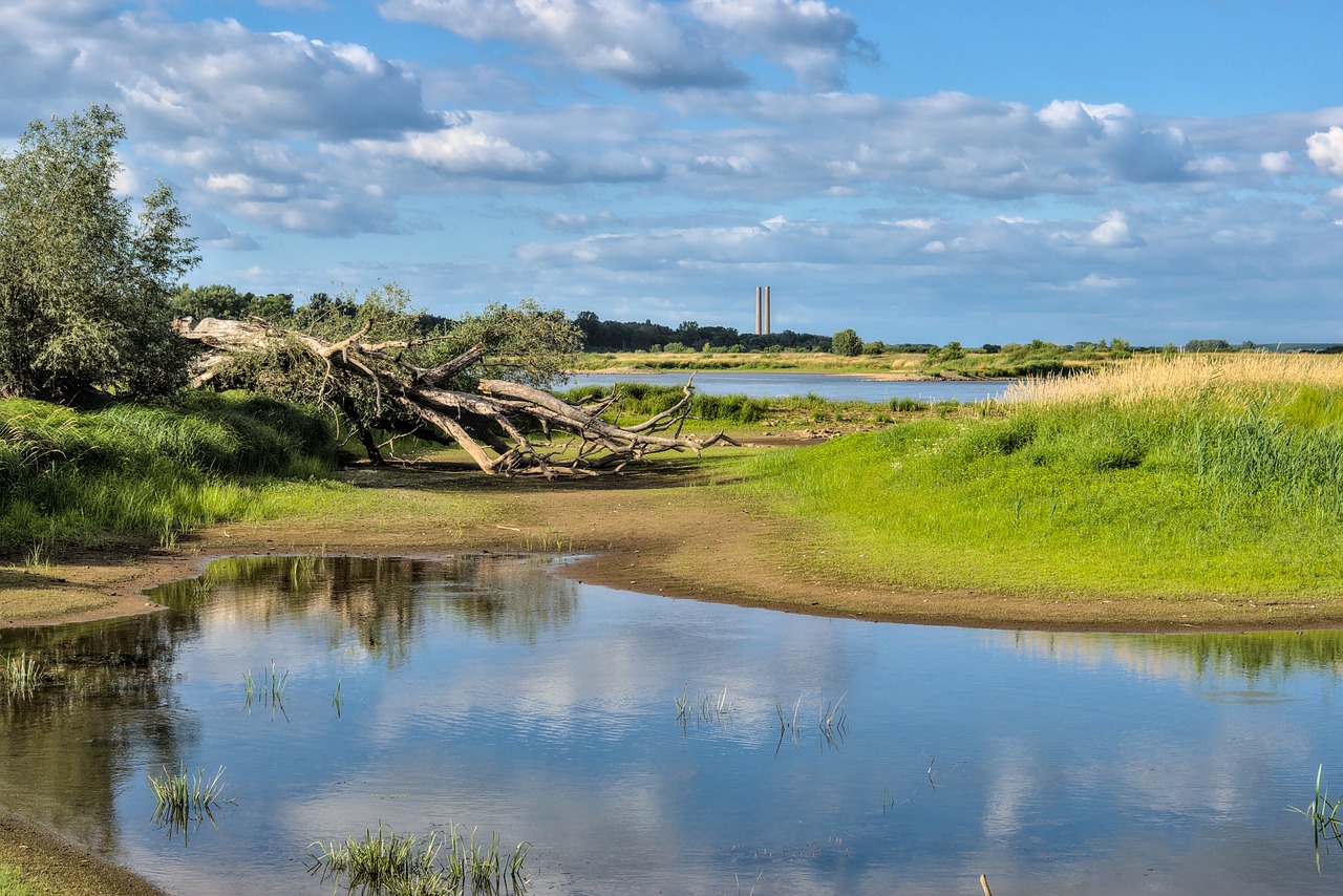 Tips for Creating a Drought-Tolerant Eco-Friendly Landscape